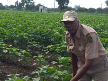 Experiment on BG 2 Cotton seed at Akola | अकोल्यात देशी बीजी 2 कापसाच्या बियाण्यांची चाचणी 