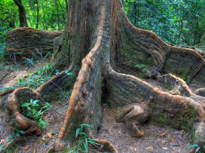 Trees gives 'oxygen' to our lives | आपल्या जीवनशैलीतून निसर्ग, झाडं हद्दपार झाली आणि...