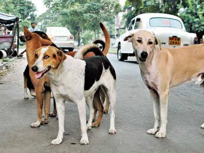 A 3-year-old girl has been seriously injured in an attack by a mauled dog in Bhiwandi   | भिवंडीत भटक्या कुत्र्यांचा हैदोस; पिसाळलेल्या कुत्र्याच्या हल्ल्यात 3 वर्षीय चिमुरडी गंभीर जखमी