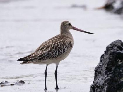 A bar tailed godwit, just 5 years old, has set a world record by traveling 13,500 km non-stop for 11 days   | Guinness World Record: 264 तास न थांबता रात्रंदिवस घेतली 'भरारी', 13,500 किमीच्या प्रवाशाने केला 'विश्वविक्रम'