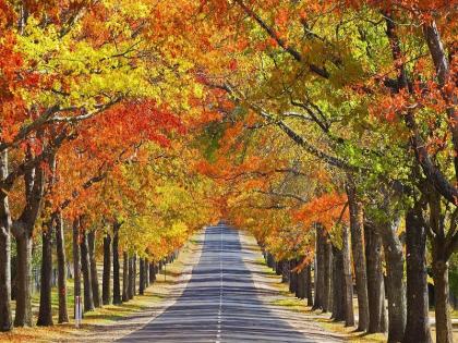 a beautiful path.. | दुल्हन बनी हैं..