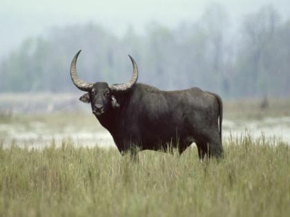 A buffalo has lost its life to save its owner life in Uttar Pradesh Bhadohi district  | अनोखं प्रेम! मालकाला वाचवायला आलेल्या म्हशीचा वीजेच्या धक्क्याने गेला जीव