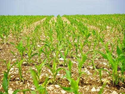 Rainfall below average in 207 talukas of the state; While farmers are in trouble due to pest infestation, now the crops are also affected | राज्यातील २०७ तालुक्यांत सरासरीपेक्षा कमी पाऊस; किडीच्या प्रादुर्भावाने शेतकरी संकटात असताना आता पिकांवरच संक्रात