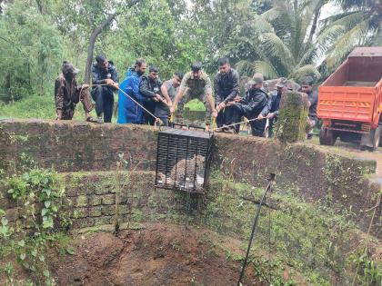 A leopard suddenly fell into a well while hunting a dog near Sawantwadi in Sindhudurg | सावंतवाडी जवळ बिबट्या पडला विहिरीत; कुत्र्याची शिकार करणं आलं आंगलट