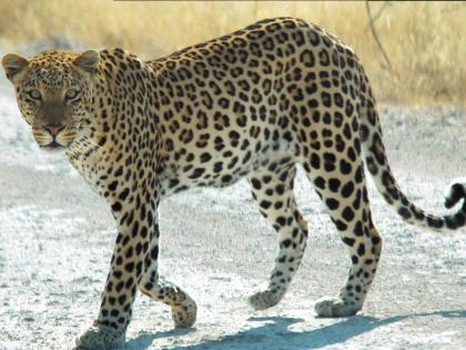 A leopard was found dead in Gadchiroli forest area  | मुडझाच्या झुडपी जंगलात बिबट्या मृतावस्थेत आढळला, मृत्यूचे कारण गुलदस्त्यात