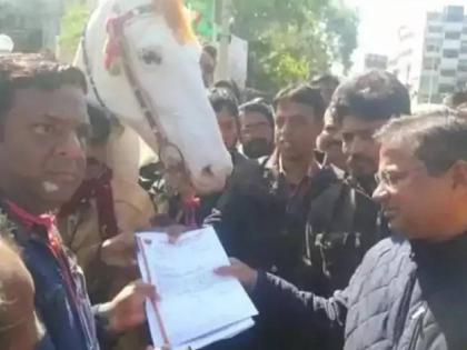 A mare was electrocuted during a wedding ceremony in Udaipur, Rajasthan | नवरदेव खाली उतरताच घोडीचा मृत्यू; तिच्या बहिणीसह मालकाने गाठलं जिल्हाधिकारी कार्यालय