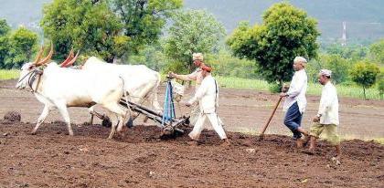 91 per cent sorghum and 77 per cent wheat and gram per hectare in the district. | जिल्ह्यात ज्वारीची ९१ तर गहू, हरभरा पेर ७७ टक्के..