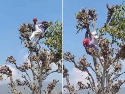 A video of a drunk person climbing a tree is going viral on social media | Viral Video: आरारा खतरनाक! दारूच्या नशेत चढला झाडावर, नेटकरी म्हणाले, अशीही असते धुळवड?