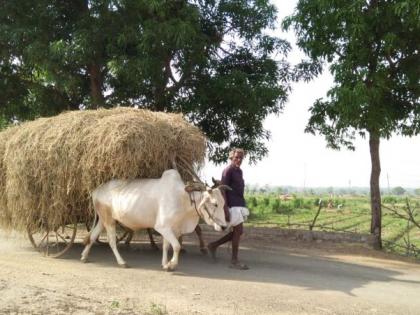 Farmers' inclination towards basic grain procurement centers | आधारभूत धान्य खरेदी केंद्राकडे शेतकऱ्यांचा कल