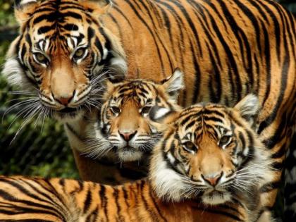 The tiger family is flourishing in Tadoba; One of her females gave birth to four females with one calf | ताडोबात वाघांचा परिवार फुलतोय; एका मादी बछड्याने दिले चार मादी बछडे