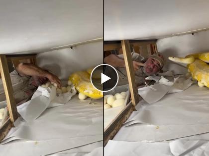 Viral Video : Man tries to steal python eggs what happened next moment will frighten you watch | अजगराची अंडी चोरी करण्याचा व्यक्ती करत होती प्रयत्न, पुढे जे झालं ते बघून बसेल धक्का...