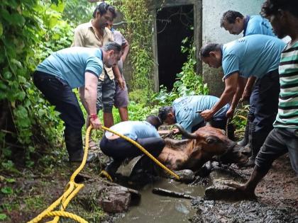 cow floated in the drainage chamber water all night, finally ...... | रात्रभर " ती " पाण्यात हुडहुडली ,अखेर ...... 