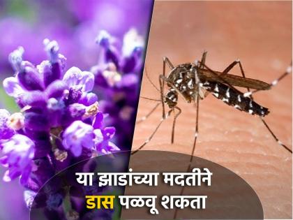 Best Plants and Herbs to Naturally Repel Mosquitoes | पावसाळ्यात डासांना घरापासून दूर ठेवतात ही झाडं, तुमच्याकडे आहेत का?