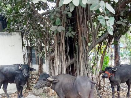 Oh god Ten thousand buffaloes were brought | अरे देवा; दहा हजारात म्हशी आणल्यात..म्हणताच संशयाला मिळाली जागा