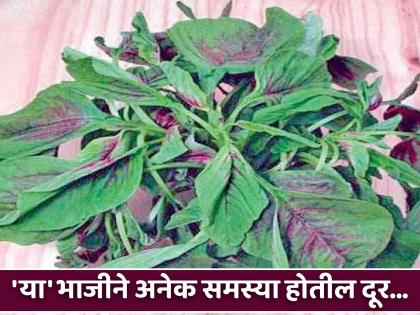 Ayurved Dr told amazing health benefits of Tandulja Bhaji | मुतखडा पडेल बाहेर, मुळव्याधचा त्रास कायमचा बरा करण्यासाठी खास रान भाजी, जाणून घ्या फायदे