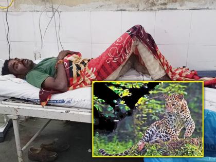 A leopard attacked a farm laborer near Deulghat | देऊळघाट नजीक बिबट्ट्याचा शेतमजुरावर हल्ला