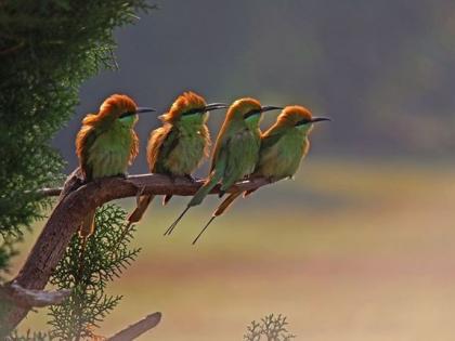 Encyclopedia of birds in Maharashtra; Essential information of 577 birds | महाराष्ट्रातील पक्ष्यांचा मराठी पक्षिकाेश तयार हाेणार; ५७७ पक्ष्यांची इत्थंभूत माहिती