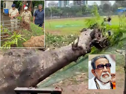 Gulmohar tree planted by Shivsena Balasaheb Thackeray at the Dadar Shivaji Park memorial fell down at night | Balasaheb Thackeray: बाळासाहेब ठाकरेंनी लावलेला गुलमोहर कोसळला; स्मृतीस्थळाला नुकसान न करता...