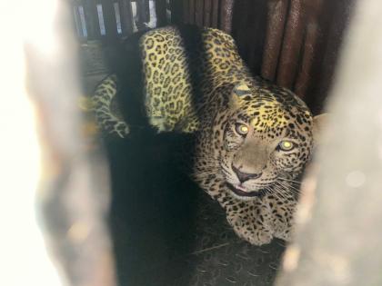 Forest department succeeded in catching the man-eating leopard from Aarey, mumbai | आरेतील नरभक्षक बिबट्याला अखेर पकडले; वनविभागाला मोठे यश 