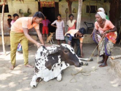 Emotional Story: death of cow who was injured after falling into the pit | गोशाळेत ढवळीने घेतला अखेरचा श्वास! खड्ड्यात पडून गाय झाली होती जखमी