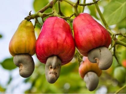 Cashew production likely to decrease by 50 percent this year: Fall in price also causes loss to cashew producers | यंदा काजू उत्पादन ५० टक्क्यांनी कमी होण्याची शक्यता : दरातही घसरण काजू उत्पादक नुकसानीत