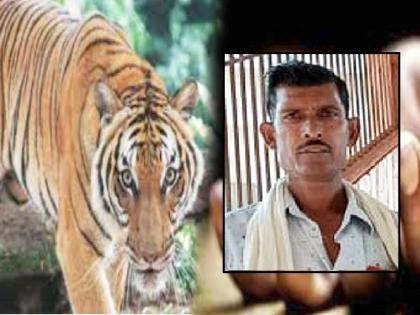 tiger killed a farmer whose feeding cattle in the outskirts of the farm in gadchiroli dist | शेतशिवारात गुरे चारणाऱ्या शेतकऱ्याला वाघाने केले ठार; एकाच गावातील तिसरा बळी