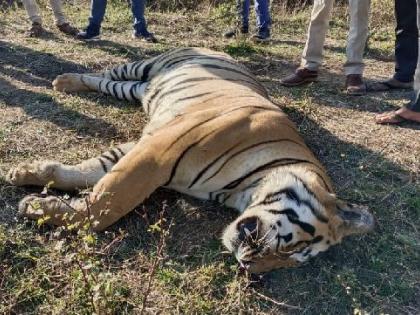 four more accused arrested in rudra tiger death case nearby koka wildlife sanctuary | रुद्रा वाघाच्या मृत्यूप्रकरणी आणखी चौघांना अटक, आरोपींची संख्या पाचवर