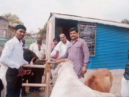 ... now 'Aadhar card' for the cattle. Lonar Panchayat Samiti campaign | ...आता दुधााळ जनावरांसाठीही ‘आधार कार्ड’; लोणार पंचायत समितीची मोहिम