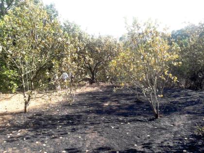 Loss of lakhs:, Cashew orchard fire | लाखोंचे नुकसान :, काजू बागायतीस आग