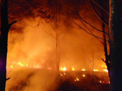 The first fire in the garden | बागवाडीत सुरूच्या बनाला आग : दोन दिवसांनी आग आटोक्यात