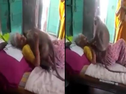 Viral Video : Old women could not give bread for two days due to illness then monkey did this | VIDEO : आजारी असल्याने महिलेने दोन दिवस दिलं नाही जेवण, माकडाने जे केलं पाहून व्हाल अवाक्