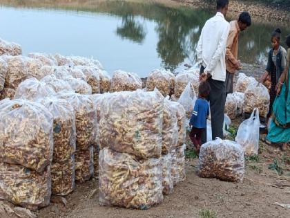 A big fall in the price of ginger crop, the production has also decreased due to tuber | आले पिकाच्या दरातील घसरणीमुळे शेतकऱ्यांची डोकदुखी वाढली, कंदकुजमुळे उत्पादनही घटले 