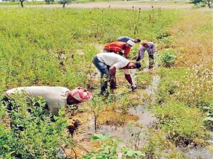 Arbitrariness of crop insurance companies; 5.38 lakh suggestions rejected | पीक विमा कंपन्यांची मनमानी; ५.३८ लाख सूचना नाकारल्या