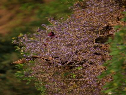 Karvi blossoms after sixteen years at Amboli Gele, tourists flock to see it | सिंधुदुर्ग: आंबोली गेळे या ठिकाणी फुलली सोळा वर्षांनी कारवी, निसर्गप्रेमींमध्ये कारवी बघण्यासाठी उत्साह