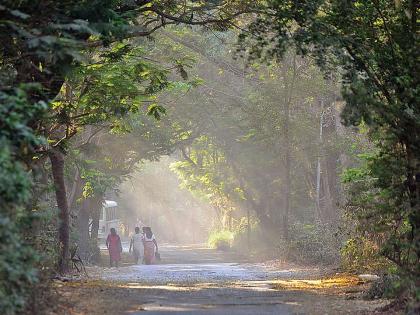 maharashtra budget session committee on development of aarey fund of 173 crore and moratorium on works will be lifted in 15 days | Maharashtra Budget Session: आरेच्या सर्वांगिण विकासासाठी समिती; १७३ कोटींचा निधी, कामांवरील स्थगिती १५ दिवसांत उठवणार!