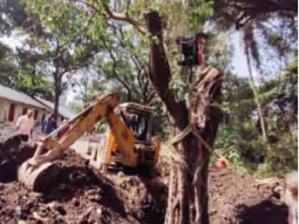 Uprooted trees replanted in Aarey, Environmentalists celebrate Environment Day in a unique way | उन्मळून पडलेल्या वृक्षांचे आरेमध्ये झाले पुनर्रोपण, पर्यावरणप्रेमींनी साजरा केला अनोख्या पद्धतीने पर्यावरण दिन