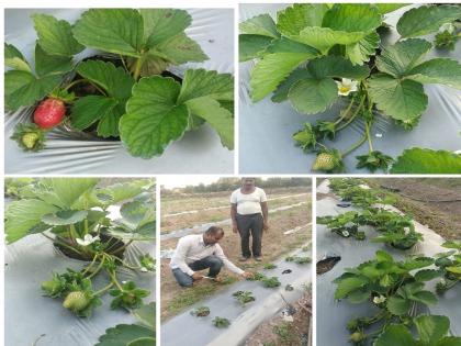 Akshay Sagar planted strawberries replacing traditional farming in drought Atpadi areas | कृषी पदवीधराची धडपड; दुष्काळी आटपाडीत फुलविला 'स्ट्रॉबेरी'चा मळा