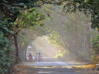 Evil tendencies must be bemoaned before a paradise blossoms in Aarey! | आरेमध्ये नंदनवन फुलवण्याआधी कुप्रवृत्तींचा बीमोड करायला हवा!