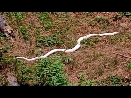 White king cobra found in Himachal Pradesh Video goes viral | भारतात इथे आढळून आला पांढऱ्या रंगाचा किंग कोब्रा, व्हिडीओ व्हायरल