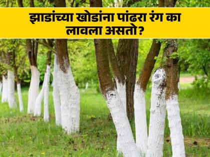 The reason why roadside trees are painted white, you may not even know the answer... | रस्त्याच्या बाजूला असलेल्या झाडांना पांढरा रंग लावण्याचं कारण, तुम्हालाही नसेल माहीत उत्तर...