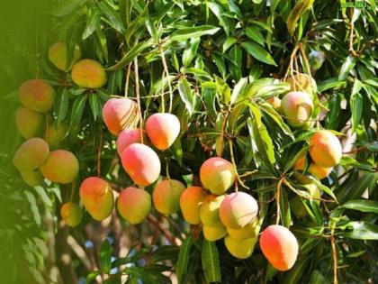 The garden of the mango blooms with the Israeli technology | इस्त्रायल तंत्रज्ञानाने फुलविली आंब्याची बाग