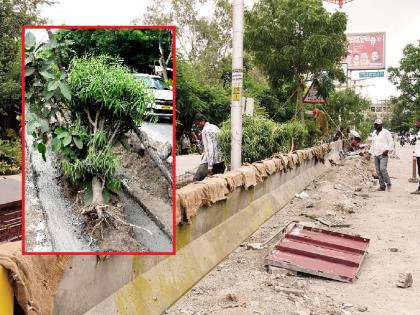 Why dividers are more important than pits? In Aurangabad, good dividers have been removed and new ones have been installed, trees have also been cut | खड्ड्यांपेक्षा दुभाजक महत्त्वाचे का? चांगले दुभाजक काढून नवीन बसविणे सुरू, झाडेही तोडली