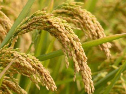 There are now over 6,000 species of grains in the number of lakhs |  लाखाच्या संख्येत असणाऱ्या धानाच्या प्रजाती आता अवघ्या ६ हजारांवर