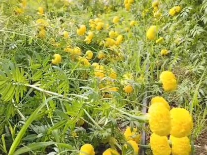 Return rains damage marigolds in Hingoli district; Flower farmers in crisis | हिंगोली जिल्ह्यात परतीच्या पावसाने झेंडूचे नुकसान; फुल उत्पादक शेतकरी संकटात