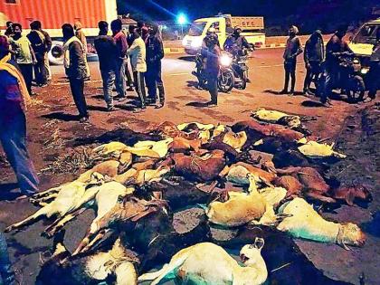 Two truck collisions: 100 goats killed | दोन ट्रकची टक्कर : १०० बकऱ्या ठार