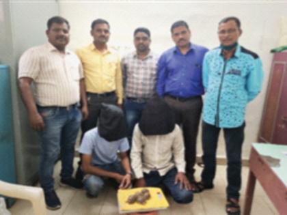 5 turtles of Star species seized, 2 accused arrested | स्टार प्रजातीचे ५ कासव जप्त, २ आरोपींना अटक