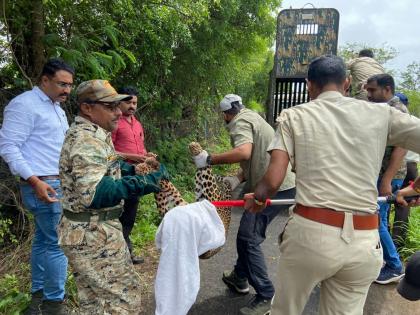 Forest department rescues an injured leopard in Nashik | रक्तबंबाळ बिबट्याच्या डरकाळ्या अन् सुटकेचा थरार; वनखात्याचं रेस्क्यू ऑपरेशन