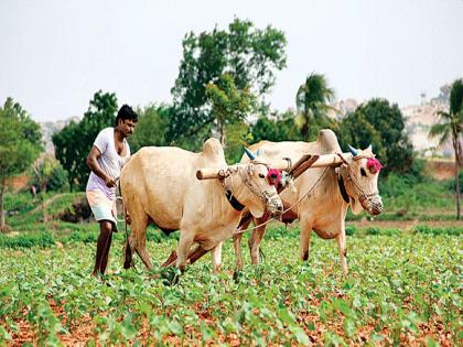 Allocation of peak loans to 66% farmers in Palghar; Consolation to the farmers | पालघरमध्ये ६६ टक्के शेतकऱ्यांना पीककर्ज वाटप; शेतकऱ्यांना दिलासा