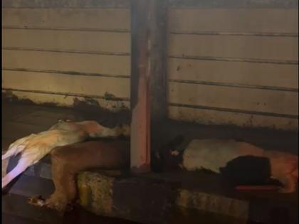 6 goats killed by lightning; Demand action against the culprits | विजेच्या धक्क्याने 6 बकऱ्या गतप्राण; दोषींवर कारवाईची मागणी 