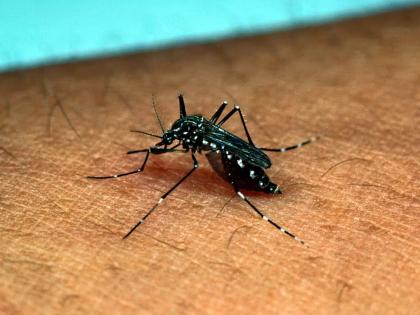 Death toll in Bhankhed village due to dengue; Three people died in 12 days! | डेंग्यूमुळे भानखेड गावावर मृत्यूचे सावट; १२ दिवसांत तिघे दगावले!